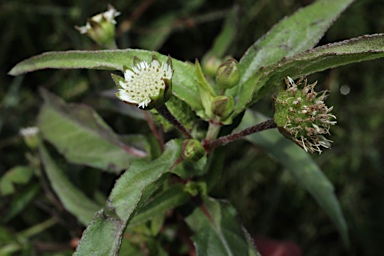 APII jpeg image of Eclipta prostrata  © contact APII