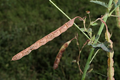 APII jpeg image of Aeschynomene indica  © contact APII