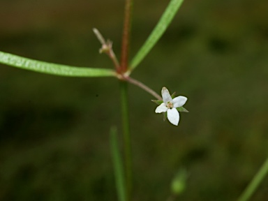 APII jpeg image of Oldenlandia galioides  © contact APII