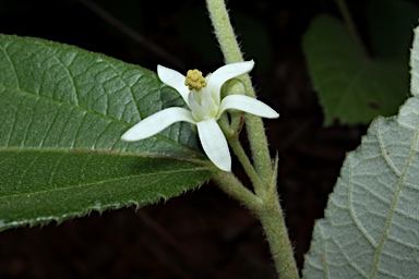 APII jpeg image of Grewia retusifolia  © contact APII