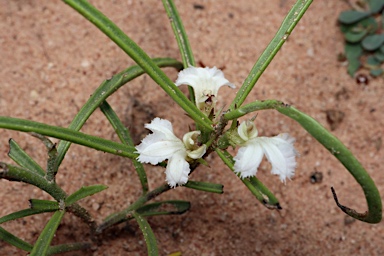 APII jpeg image of Goodenia disperma  © contact APII