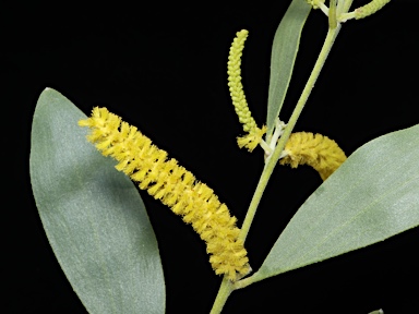 APII jpeg image of Acacia umbellata  © contact APII