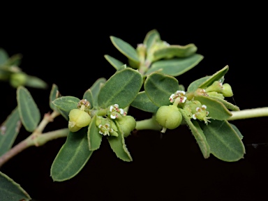 APII jpeg image of Euphorbia coghlanii  © contact APII