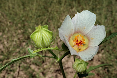 APII jpeg image of Hibiscus verdcourtii  © contact APII