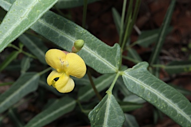 APII jpeg image of Vigna lanceolata var. lanceolata  © contact APII