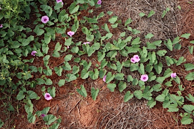 APII jpeg image of Ipomoea muelleri  © contact APII