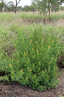 APII jpeg image of Crotalaria goreensis  © contact APII