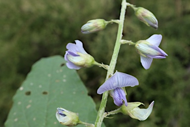 APII jpeg image of Crotalaria verrucosa  © contact APII