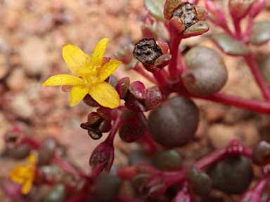 APII jpeg image of Portulaca bicolor  © contact APII