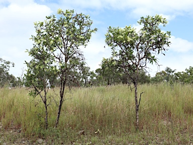 APII jpeg image of Melaleuca quinquenervia  © contact APII