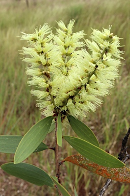 APII jpeg image of Melaleuca quinquenervia  © contact APII