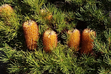 APII jpeg image of Banksia spinulosa 'Birthday Candles'  © contact APII