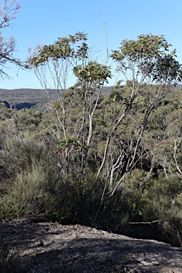 APII jpeg image of Eucalyptus stricta  © contact APII