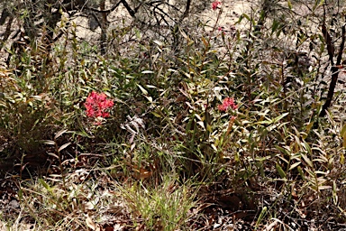 APII jpeg image of Epidendrum elongatum  © contact APII