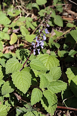 APII jpeg image of Plectranthus parviflorus  © contact APII