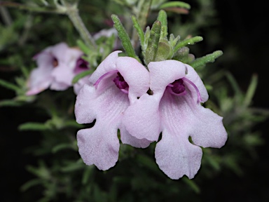 APII jpeg image of Prostanthera stenophylla  © contact APII