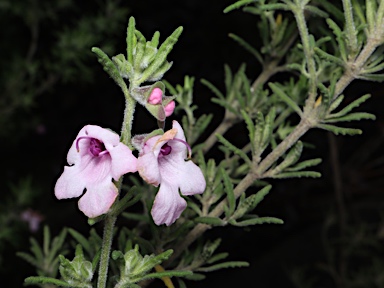 APII jpeg image of Prostanthera stenophylla  © contact APII