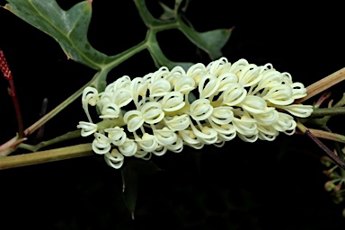 APII jpeg image of Grevillea flexuosa  © contact APII