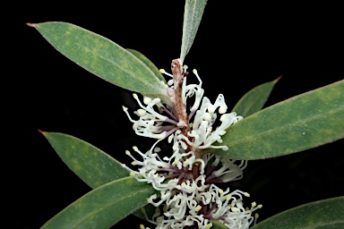 APII jpeg image of Hakea marginata  © contact APII