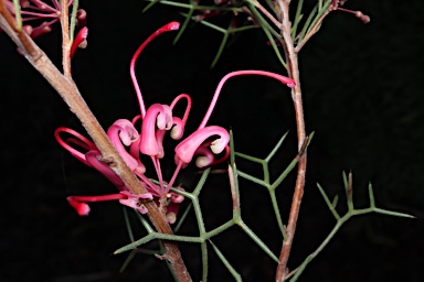 APII jpeg image of Hakea purpurea  © contact APII