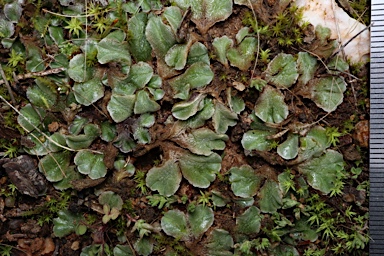 APII jpeg image of Riccia spongiosula  © contact APII