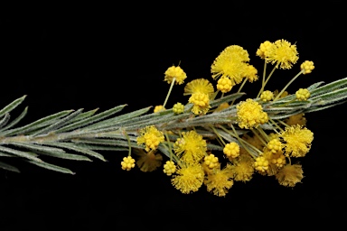 APII jpeg image of Acacia aspera  © contact APII