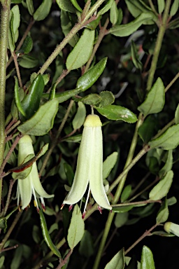 APII jpeg image of Correa glabra 'Ivory Chimes'  © contact APII