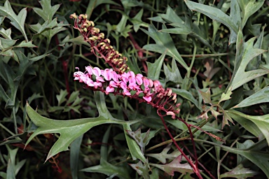 APII jpeg image of Grevillea leptobotrys 'Lilac Tangles'  © contact APII