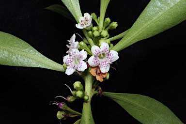 APII jpeg image of Myoporum acuminatum  © contact APII