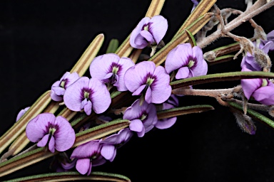 APII jpeg image of Hovea rosmarinifolia  © contact APII