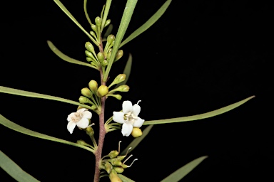 APII jpeg image of Myoporum montanum  © contact APII