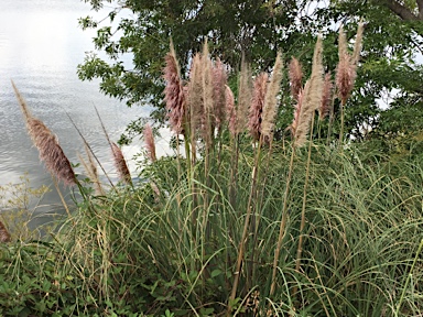 APII jpeg image of Cortaderia selloana  © contact APII