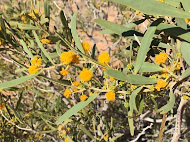 APII jpeg image of Acacia ligulata  © contact APII