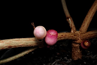 APII jpeg image of Medinilla balls-headleyi  © contact APII