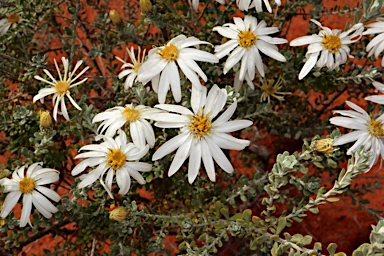 APII jpeg image of Olearia pimeleoides  © contact APII