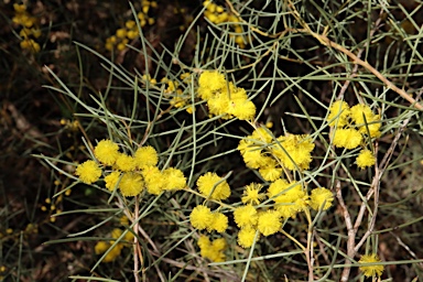 APII jpeg image of Acacia havilandiorum  © contact APII