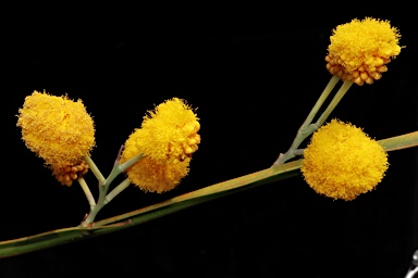 APII jpeg image of Acacia pterocaulon  © contact APII