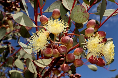 APII jpeg image of Eucalyptus websteriana  © contact APII