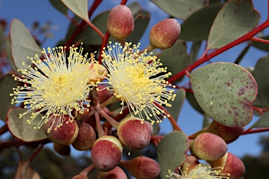 APII jpeg image of Eucalyptus websteriana  © contact APII