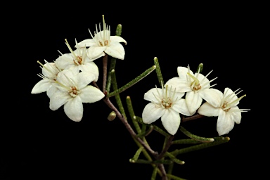 APII jpeg image of Phebalium filifolium  © contact APII