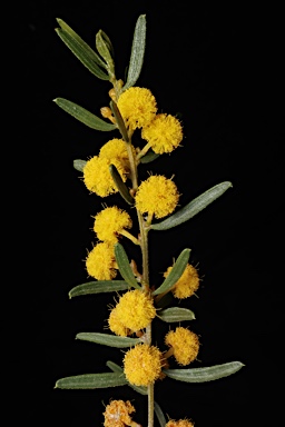 APII jpeg image of Acacia wilhelmiana  © contact APII