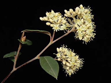 APII jpeg image of Pomaderris andromedifolia subsp. andromedifolia  © contact APII