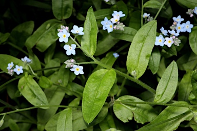 APII jpeg image of Myosotis  © contact APII