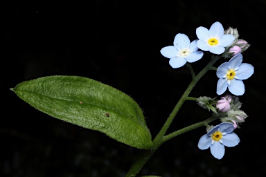 APII jpeg image of Myosotis  © contact APII