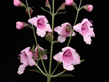 APII jpeg image of Prostanthera ovalifolia 'Brundah Candy'  © contact APII