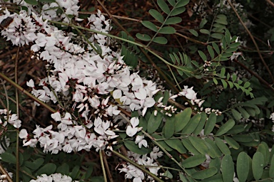 APII jpeg image of Indigofera australis subsp. australis  © contact APII