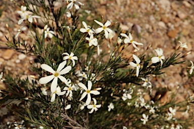 APII jpeg image of Ricinocarpos pinifolius  © contact APII