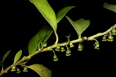 APII jpeg image of Melicytus latifolius  © contact APII