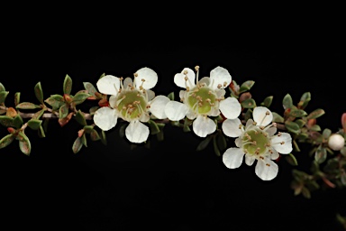 APII jpeg image of Leptospermum minutifolium  © contact APII