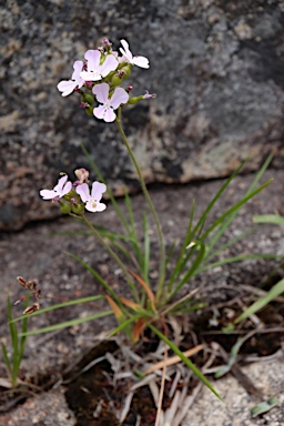 APII jpeg image of Stylidium affine  © contact APII